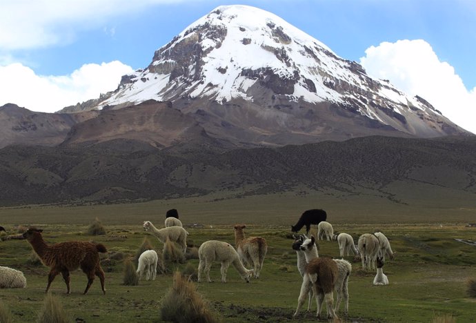 Llamas ante el volcán de Sajama, en Bolivia