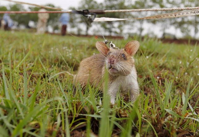 Rata usada para desminado en Camboya