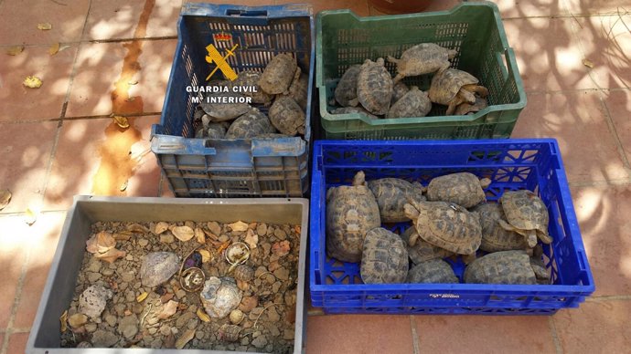 Tortugas recuperadas tras ser abandonadas en una calle de Málaga