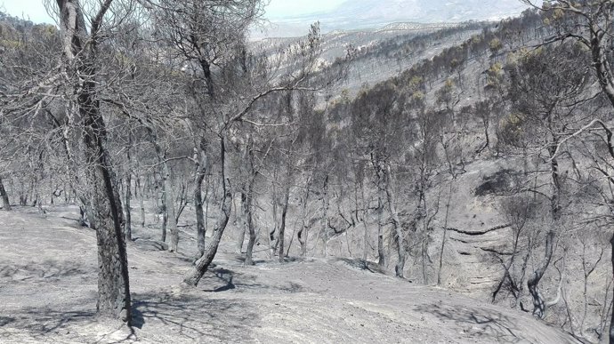 Aspecto de la zona afectada por el incendio de Quesada