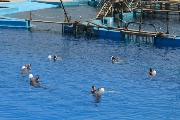 Espectáculo en el Delfinario en 'Las Noches del Oceanogràfic'.