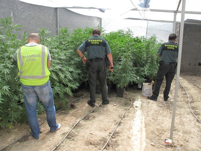 Plantas intervenidas por la Guardia Civil.