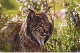Lince
