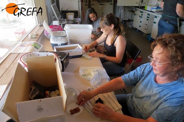 Sala de recuperación de crías de GREFA