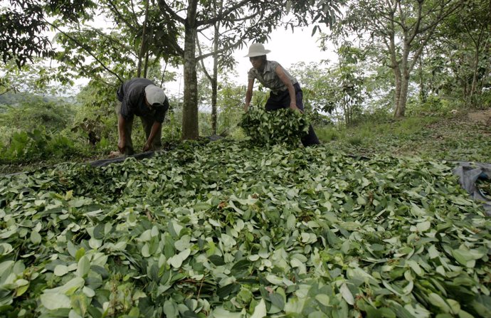 Trabajadores recogiendo el cultivo de coca en Perú.