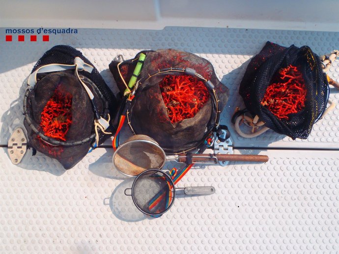 Sorprenden a tres furtivos que extraían coral rojo en el Cap de Creus