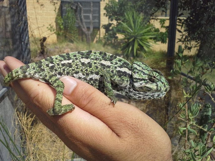 Camaleón que será reintroducido en montes de málaga y concepción