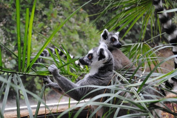 Pareja de Lémur de cola anillada