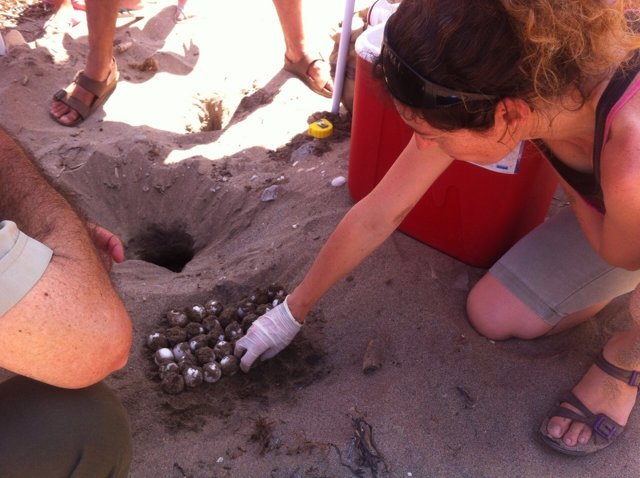Expertos extraen del nido los huevos de tortuga boba (Caretta caretta)
