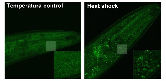 Proteína LSM-1 (en verde) se acumula formando “gránulos de estrés” citoplasmátic
