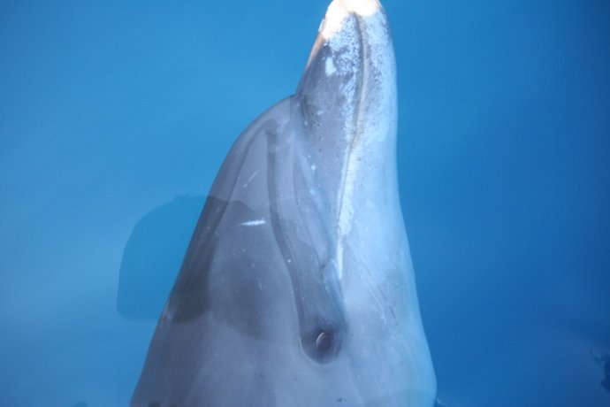 Delfín mular