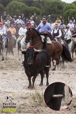 Elegido, Toro de la Vega 2014