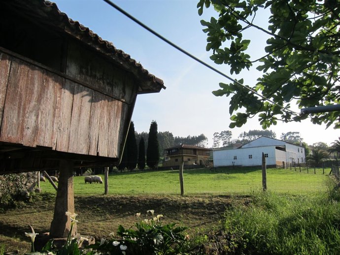 Campo, rural.