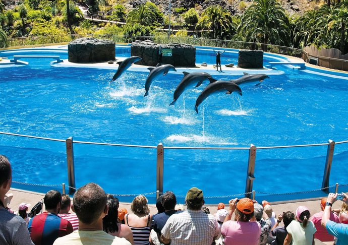 Espectáculo de delfines en Palmitos Park 