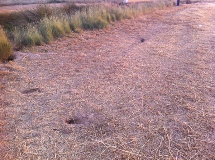 Madrigueras de conejos