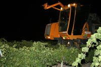 Asaja dice que la vendimia en Montilla-Moriles, que comienza este jueves, será inferior