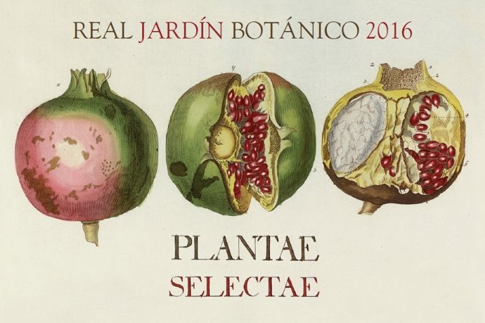 Calendario Jardín Botánico 2016 'Plantae Selectae' de Trew y Ehret