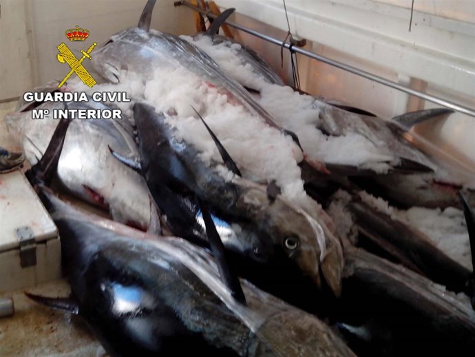 Ejemplares de atún rojo intervenidos