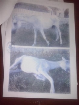 Imagen de caballo moribundo en el atestado de Policía de Guadix