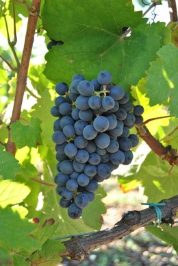 Variedad recuperada por Bodegas Torres