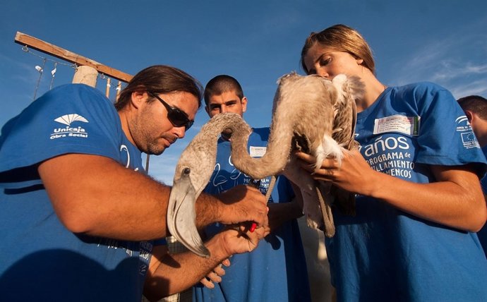Anillamiento de flamencos