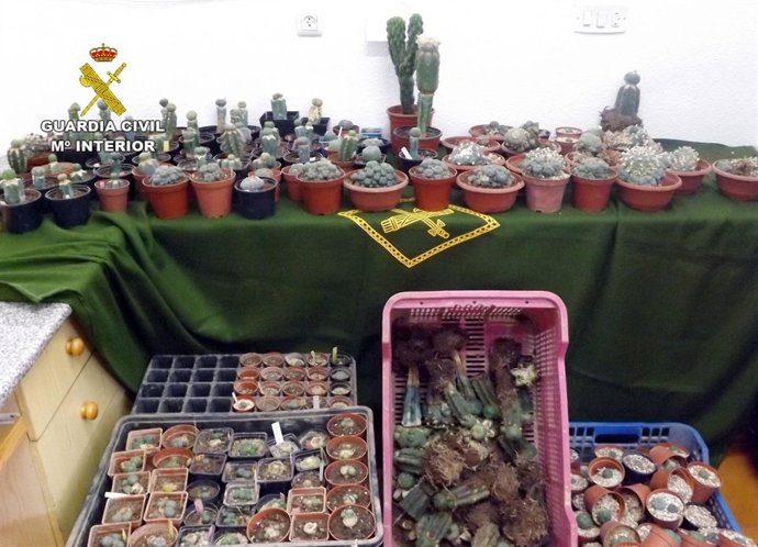 Cactus alucinógenos