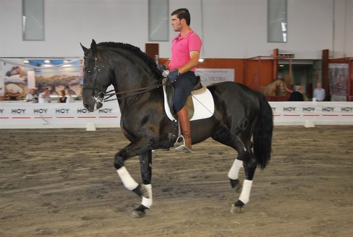 Un caballo en la Feria Ecuextre de Badajoz