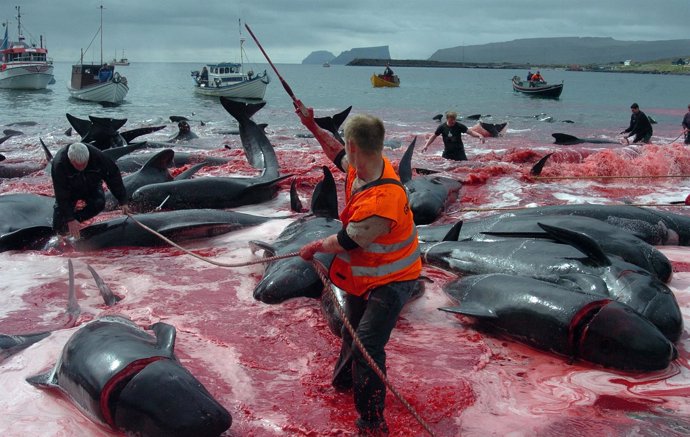 Matanza de ballenas en las Feroe
