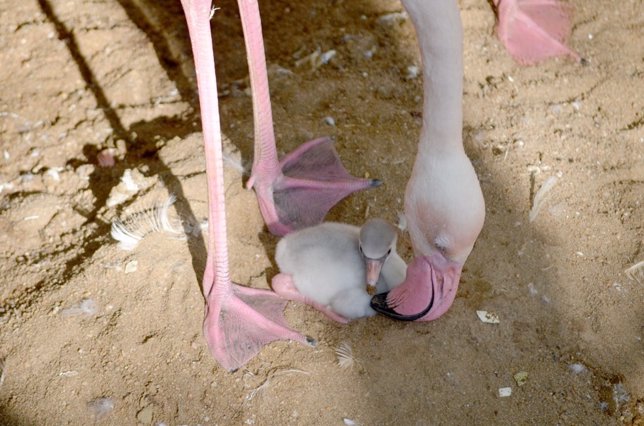 Cría de flamenco nacida en Bioparc Fuengirola parque huevos especie animal 