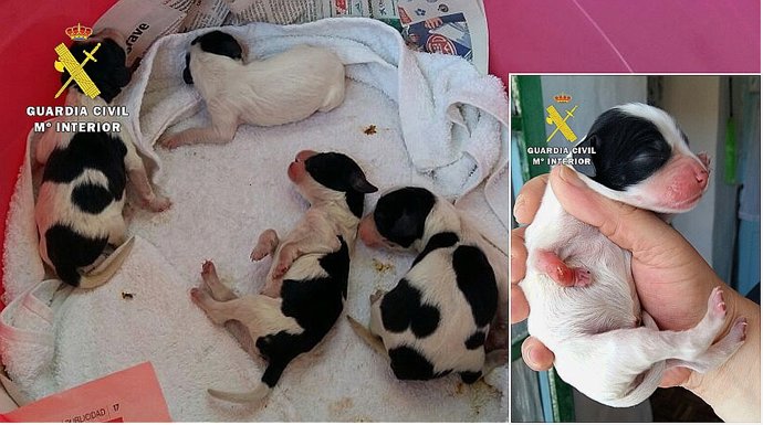 Cachorros rescatados