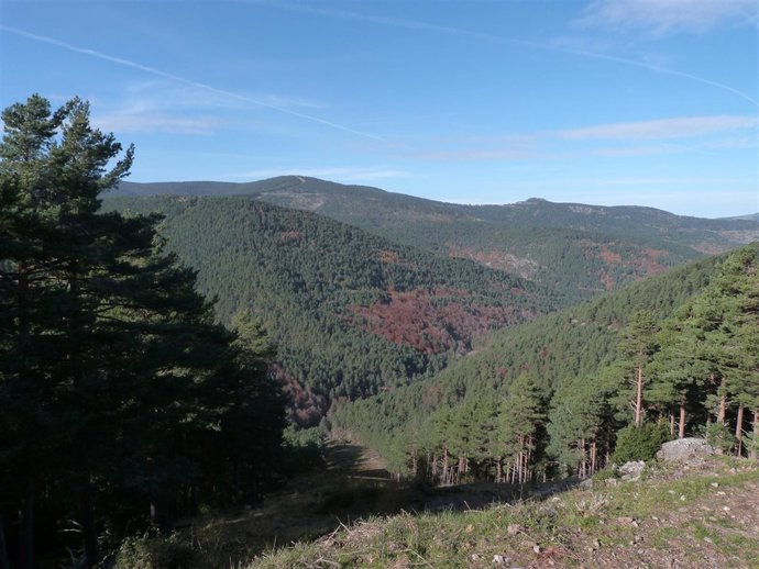 Sierra de Cebollera.