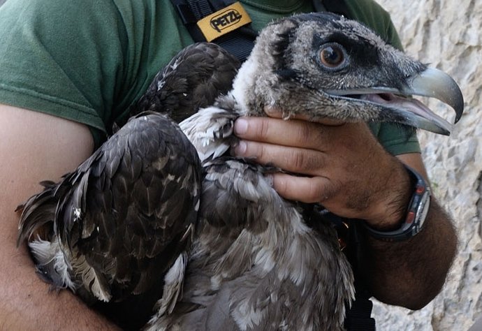 Pollo de quebrantahuesos