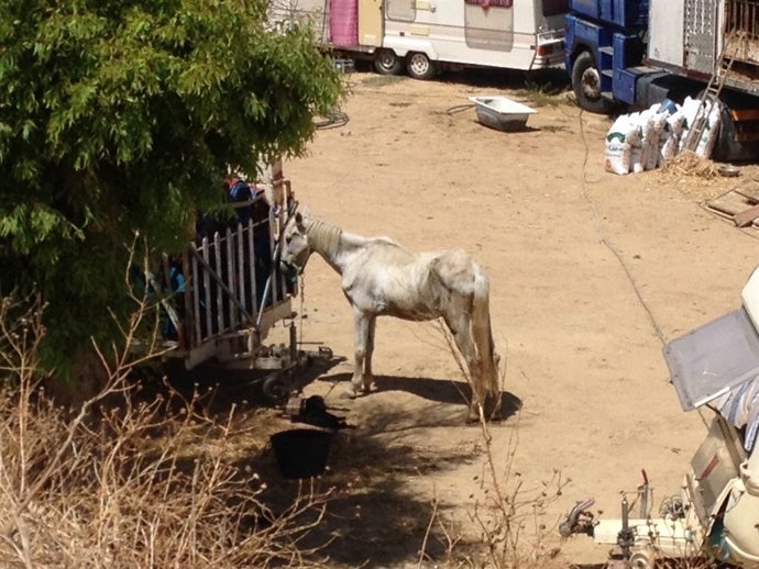Caballo del Circo Nevada