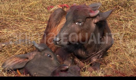 Cooperación y Desarrollo