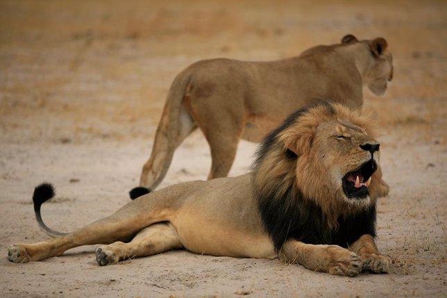 El león Cecil, abatido durante una cacería en Zimbabue