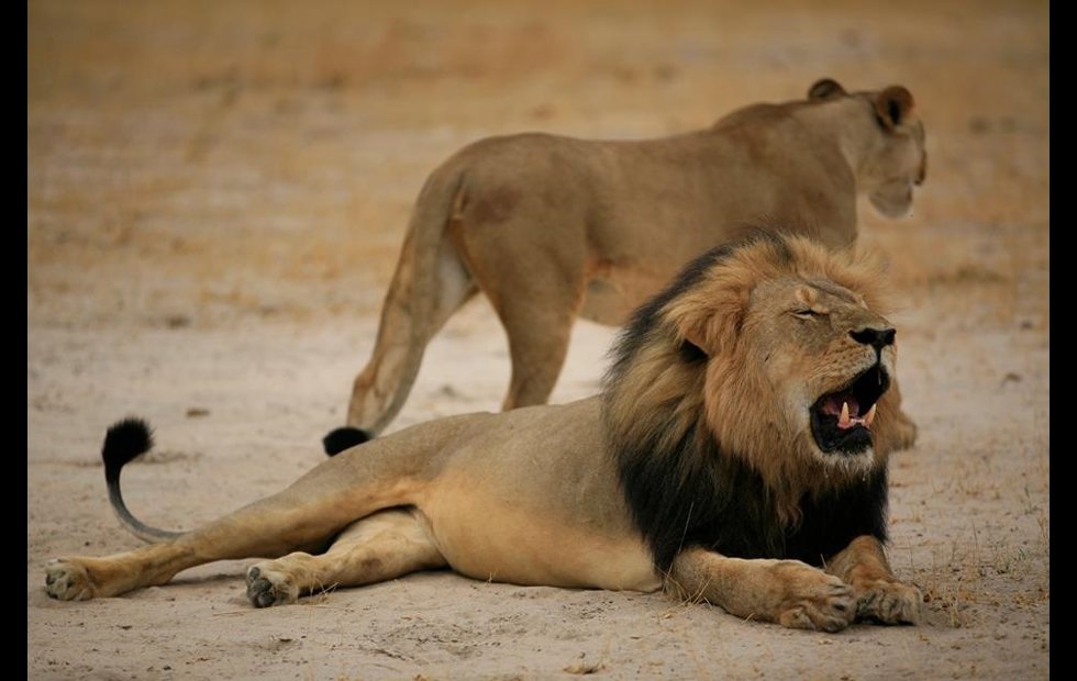 Foto: FACEBOOK / ZIMPARKS