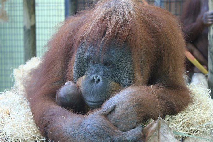 Cría de orangután de Borneo nacida el 9 de octubre en el Zoo de Barcelona