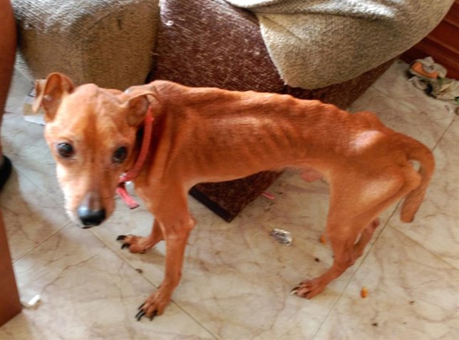 Uno de los perros rescatados