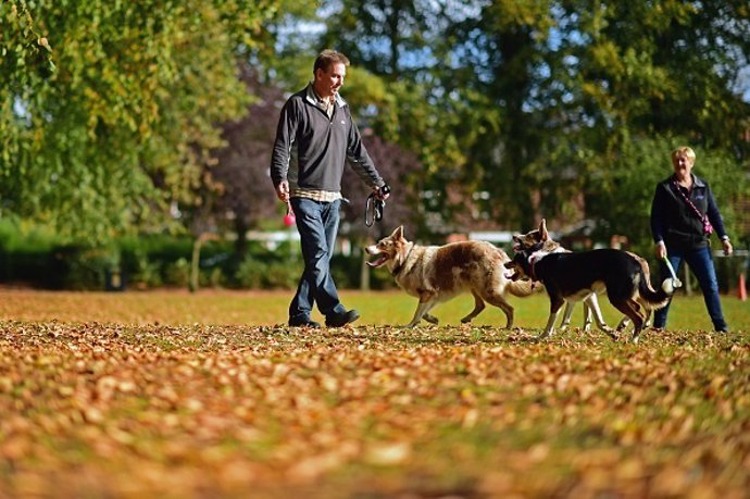 Pareja paseando perros en el parque