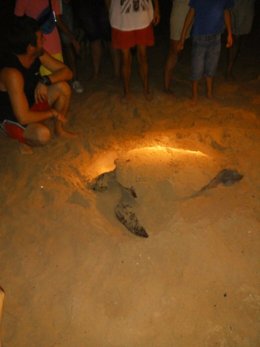 Tortuga boba desovando en la playa de La Mata