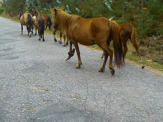 Libera denuncia caballos con cepos en los montes gallegos
