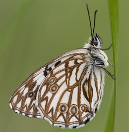 Mariposa
