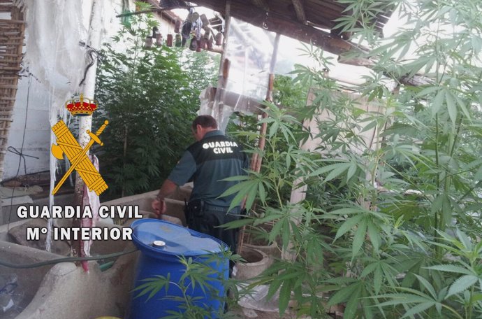 Operación de la Guardia Civil en la que se halló una plantación de marihuana