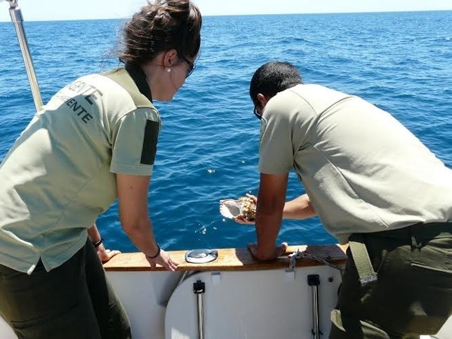 Junta devuelve al mar once ejemplares de caracolas o bocinas.
