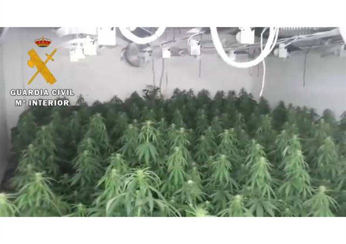 Plantas de marihuana intervenidas en Torreperogil