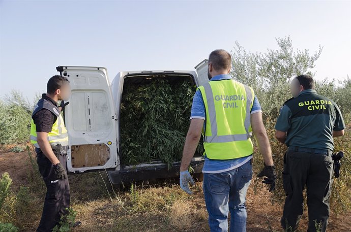 Plantación de marihuana hallada en Morón de la Frontera (Sevilla)