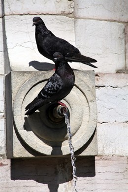 Dos palomas en una fuente, en León