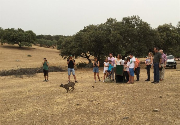 Suelta del lince 'Lupus'