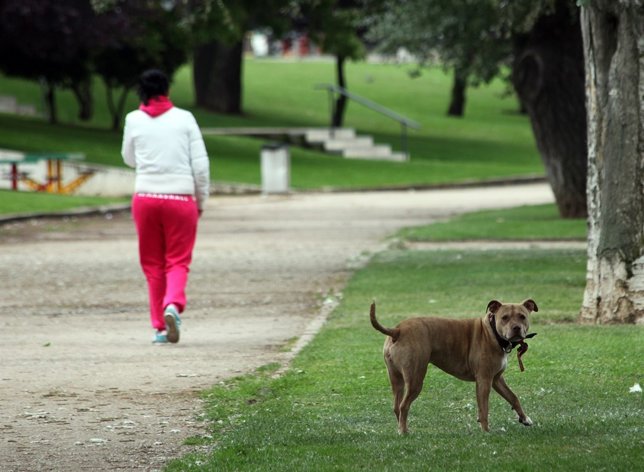 Un perro en un parque de León