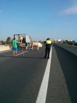 Una vaca en la V-30 obliga a cortar el tráfico unos minutos